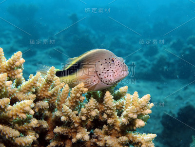 有雀斑的hawkfish