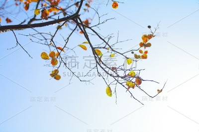 在晴朗的天空的映衬下，晚夏的清新是美妙的。
