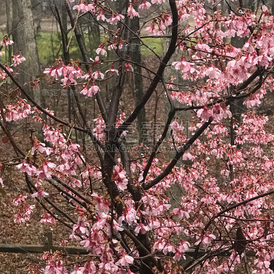 花18