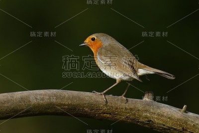 罗宾,