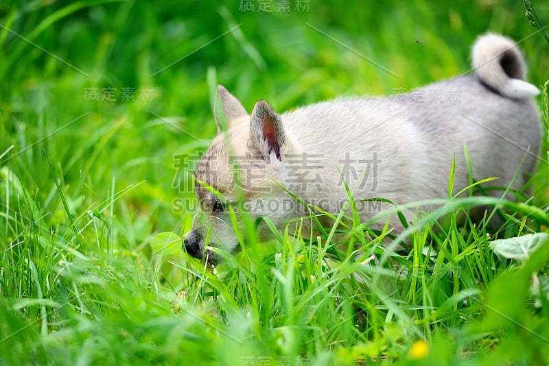 草地上一只美丽的西伯利亚莱卡犬