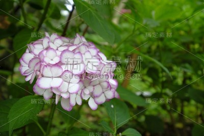 绣球花，Ukyo Ward，日本京都