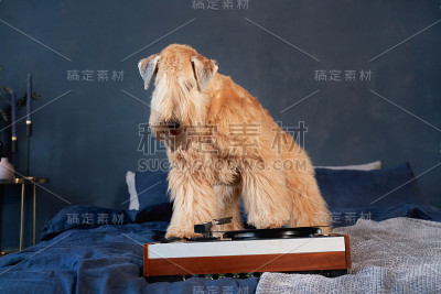 卷毛狗躺在公寓的床上
