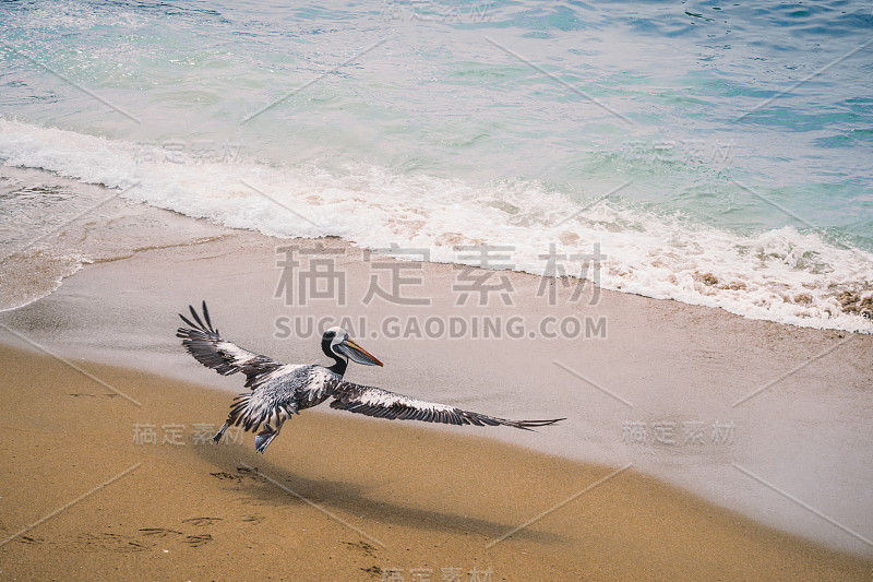 鹈鹕在海滩上飞翔