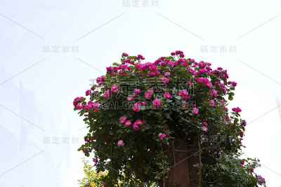 红玫瑰