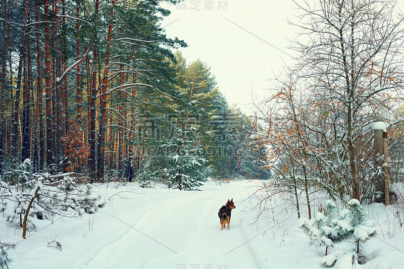 冬季乡村雪景