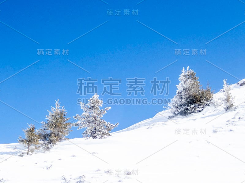 在一个阳光明媚的早晨，阿尔卑斯山上的树木被冰雪覆盖