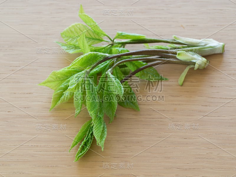 日本野生食用植物。刺五加的芽