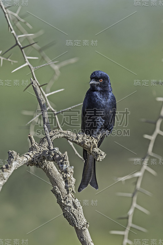 叉尾卷尾燕，也叫普通卷尾燕、非洲卷尾燕或稀树大草原卷尾燕(Dicrurus adsimilis)，坦