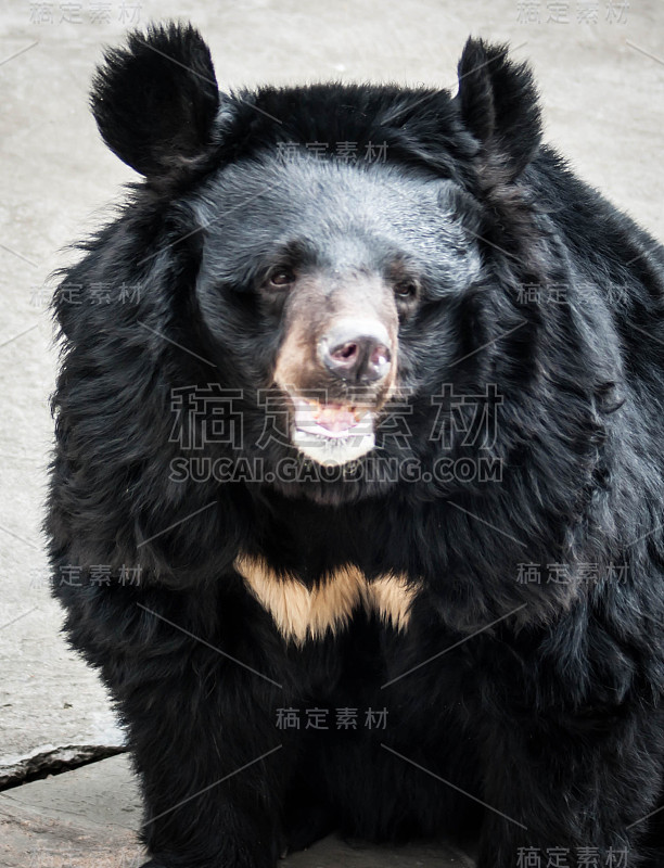 一只亚洲黑熊的肖像