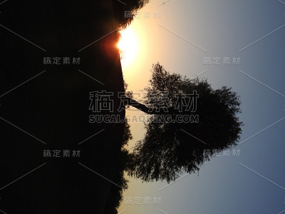 树