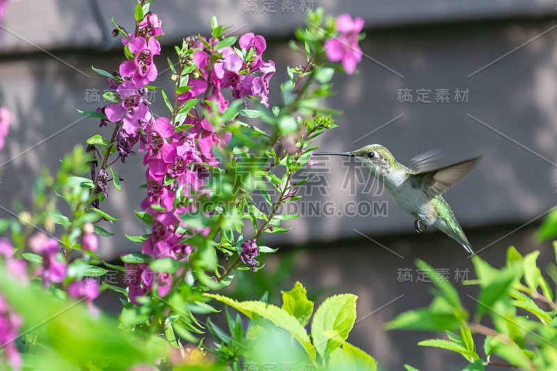 蜂鸟在吃橙花