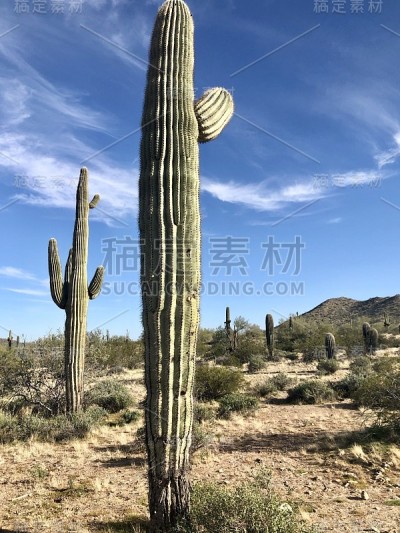 索诺拉沙漠中几种撒瓜罗仙人掌