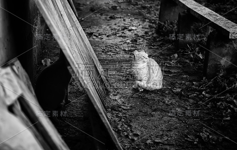废弃的街猫