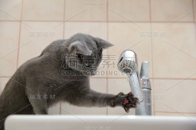 家猫是非常适合拥抱的宠物。