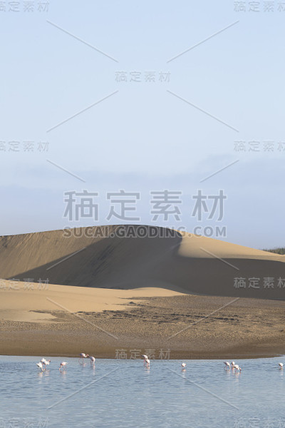 沃尔维斯湾湿地的火烈鸟。