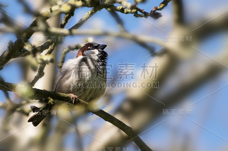 家麻雀，树枝上的雄性(家麻雀)小鸟