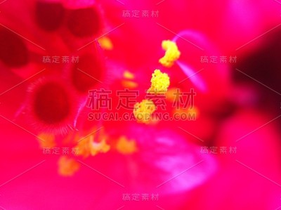 花自然叶色
