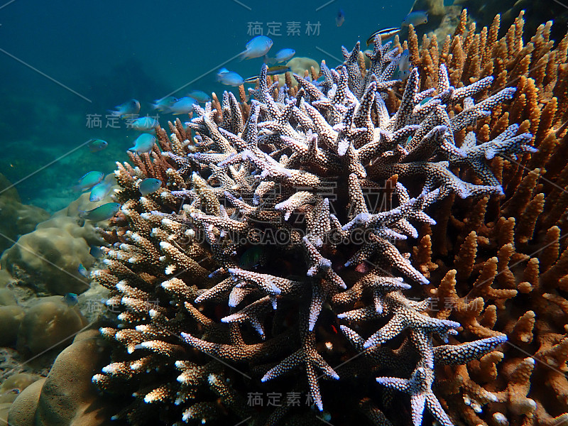 海中鱼群以珊瑚为主，水下景观以海洋生物为主