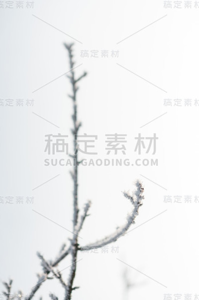 树枝上有霜雪