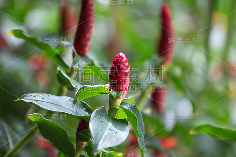 绚丽多彩的花儿，新加坡