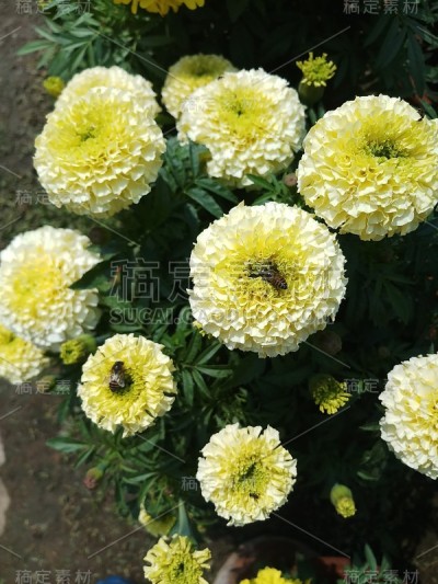 阳台花园里的万寿菊