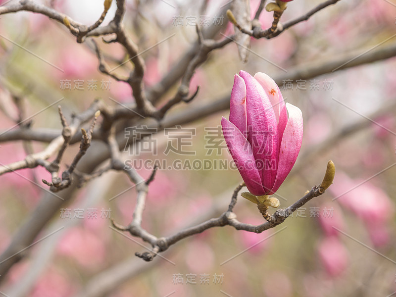 宏图紫玉兰(magnolia liliiflora Desr.)芽