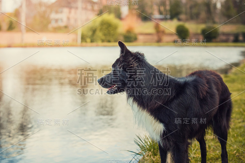 专注的边境牧羊犬站在湖边，好奇地望着一边。可爱的黑色宠物在户外的公园。