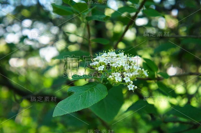 马缨荚树开花灌木