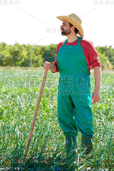 在洋葱园里用锄头工作的农民