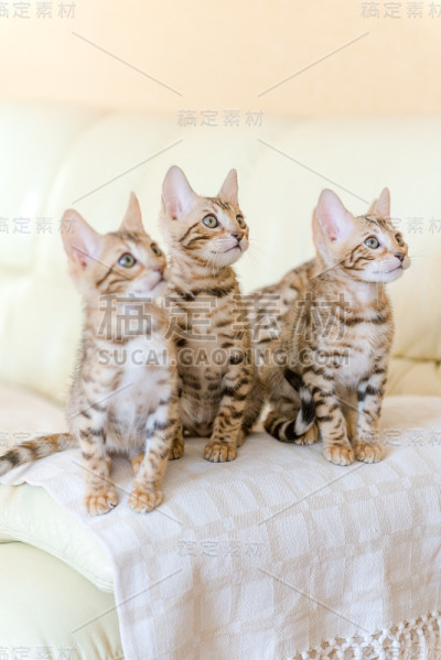孟加拉小猫坐在房子的沙发上