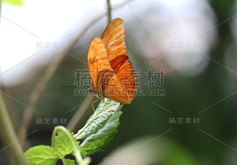 朱莉亚·蝴蝶(Dryas iulia)