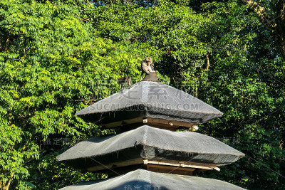 巴厘岛——猴子在寺庙的屋顶上玩耍