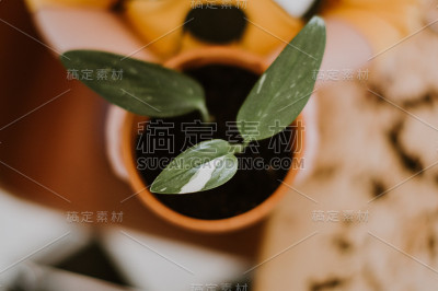由孩子持有的植物