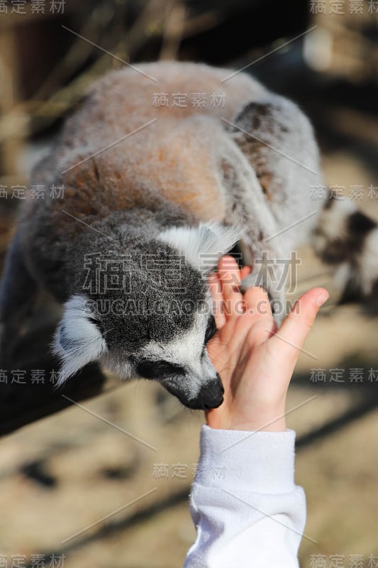 环尾狐猴舔小孩的手