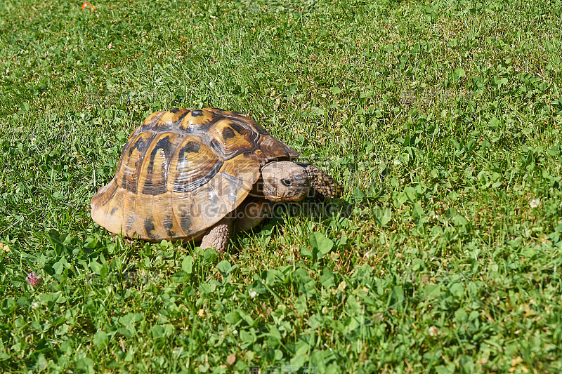 小草里的乌龟;海龟(Testudo hermanni)