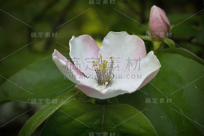 贴梗海棠的花朵