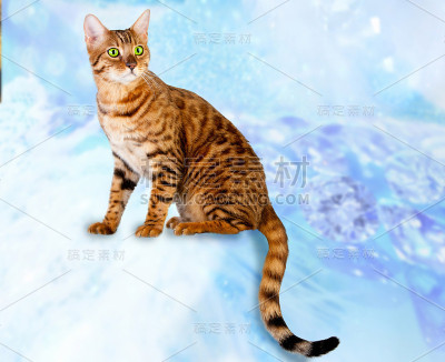 老虎和豹颜色的猫的品种