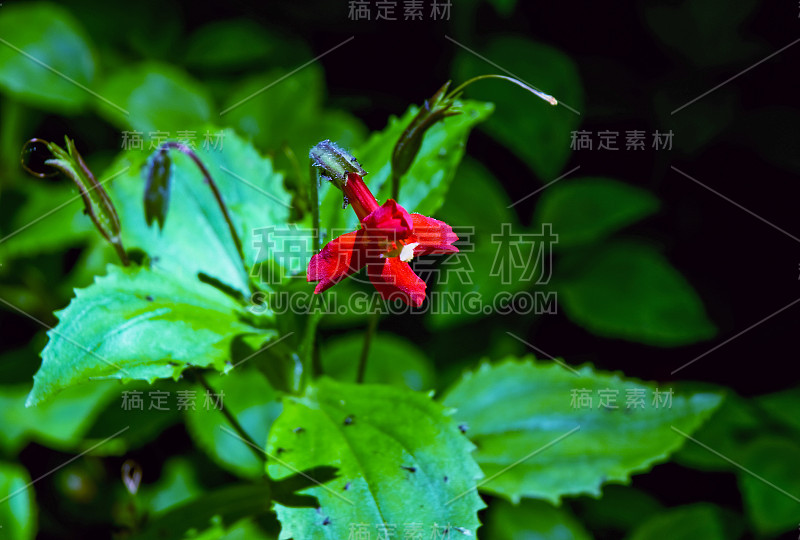 红猴花大峡谷