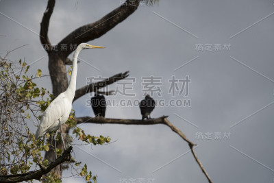 大白鹭