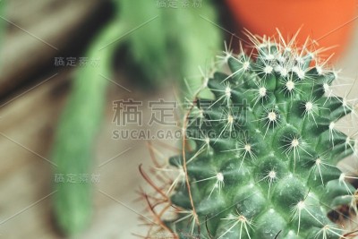 仙人掌