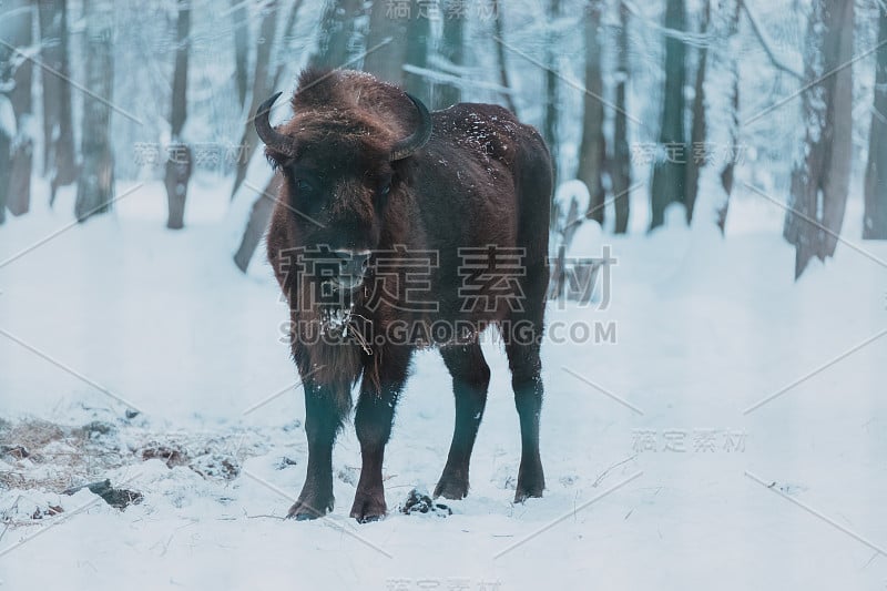 森林背景和雪地上的野牛