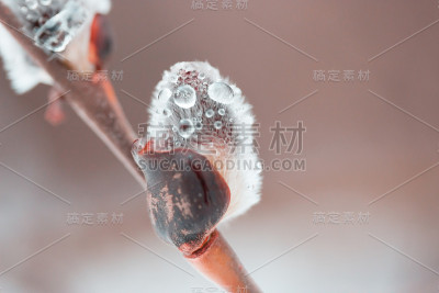水滴的微距拍摄
