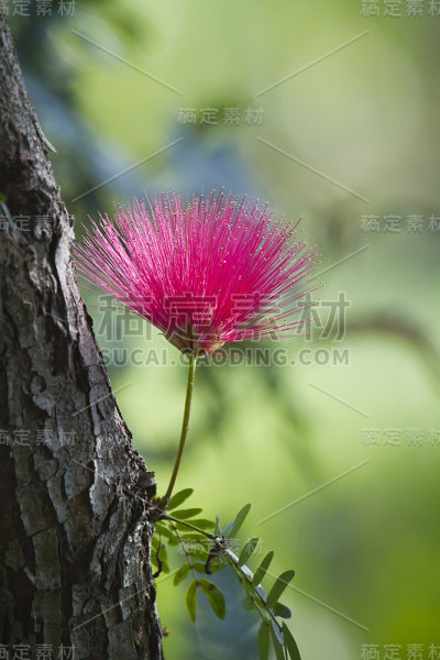 粉扑花
