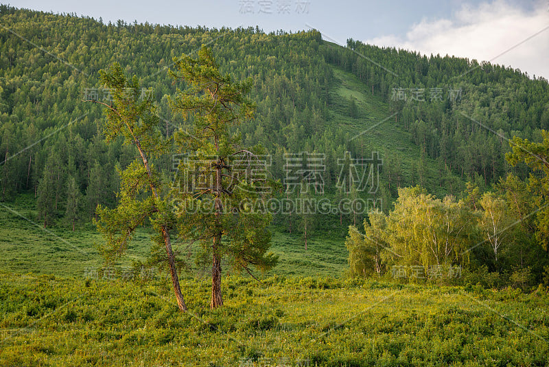 山地针叶树森林和草甸