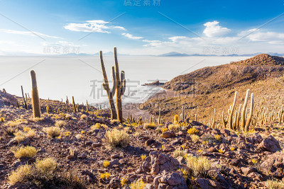 巨大的仙人掌萨拉德乌尤尼群岛山风景秀丽