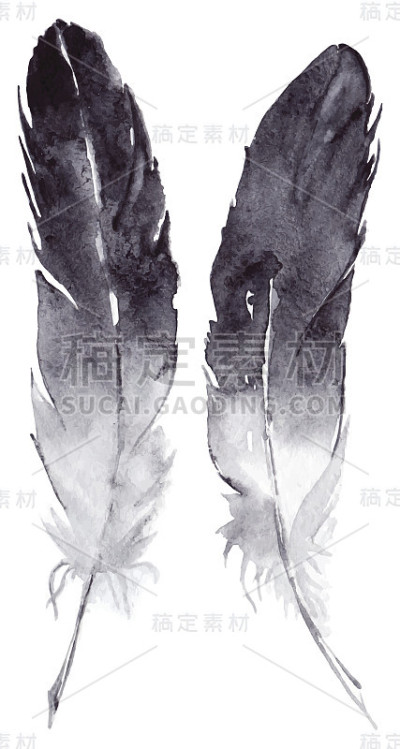 水彩黑白羽毛对向量集孤立