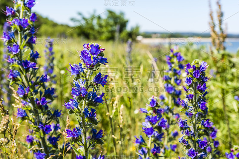 紫花- Echium vulgare L..