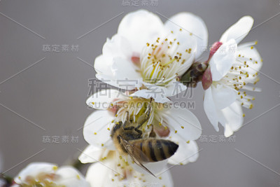 梅花