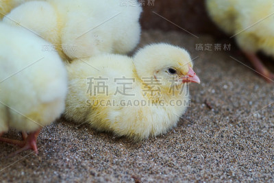 新生儿黄鸡